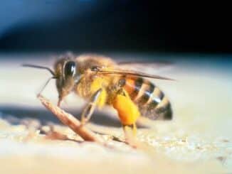 abejas meliponas