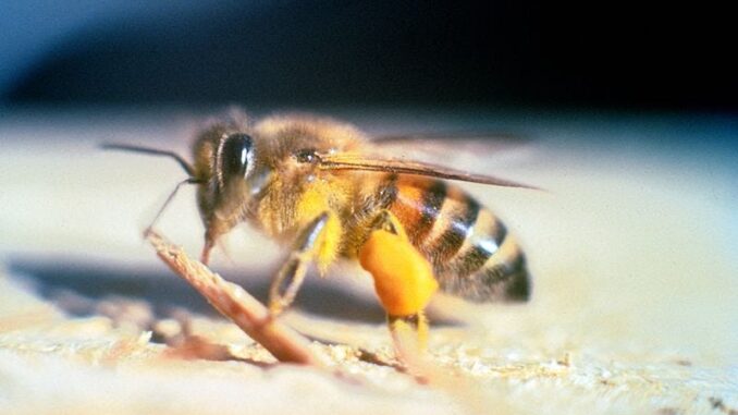 abejas meliponas