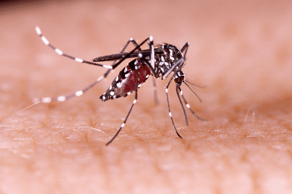 La OMS lanza sus primeras directrices para el manejo del dengue, el zika, el chikunguña y la fiebre amarilla