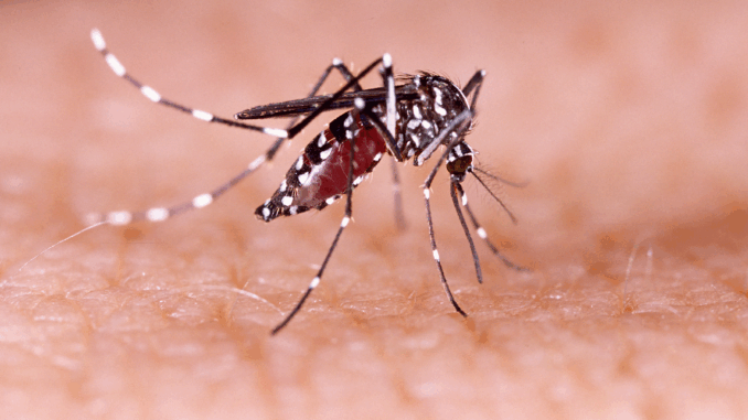 La OMS lanza sus primeras directrices para el manejo del dengue, el zika, el chikunguña y la fiebre amarilla