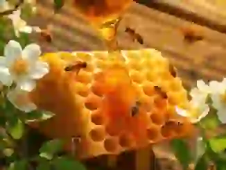 Cómo Puede la Miel Milenaria Potenciar tu Salud y Bienestar Natural