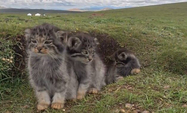 Gato de Pallas: el felino misterioso de las estepas asiáticas