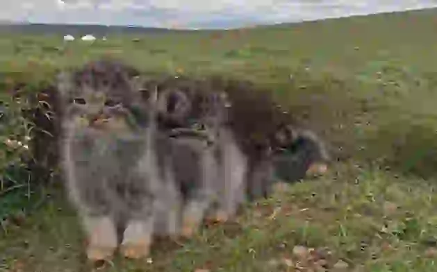 Gato de Pallas