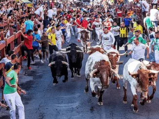 Fiestas de San Sebastián de los Reyes 2025: Encierros y Tradición