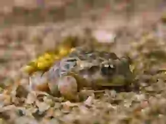 El sapo partero ibérico: Un pequeño anfibio con una gran historia