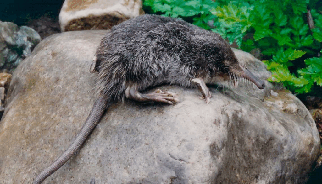 El desmán ibérico: El topo acuático más raro de Europa 1 El desmán ibérico: El topo acuático más raro de Europa