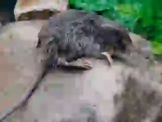 El desmán ibérico: El topo acuático más raro de Europa