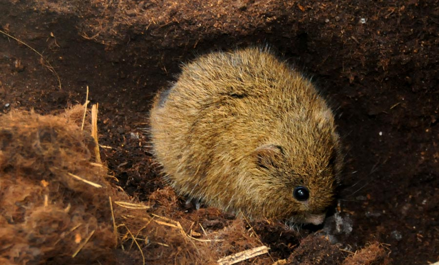 El topillo de Cabrera: Un roedor que solo habita en la Península Ibérica 1 El topillo de Cabrera: Un roedor que solo habita en la Península Ibérica