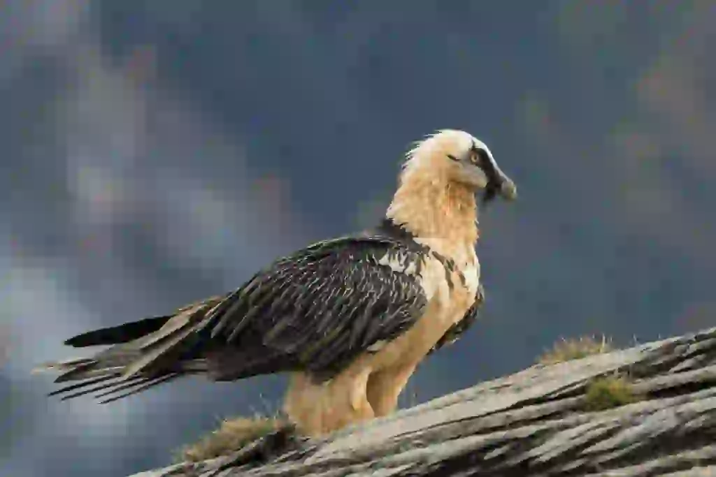 El quebrantahuesos en los Pirineos: El buitre que se alimenta de huesos 1 El quebrantahuesos en los Pirineos: El buitre que se alimenta de huesos