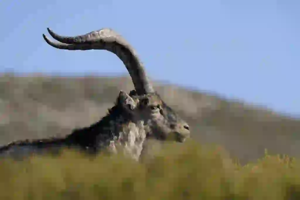 Cabra montés: La reina de las sierras españolas 1 Cabra montés: La reina de las sierras españolas