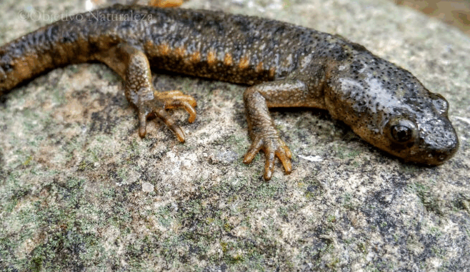 Gallipato: El sorprendente tritón gigante de España