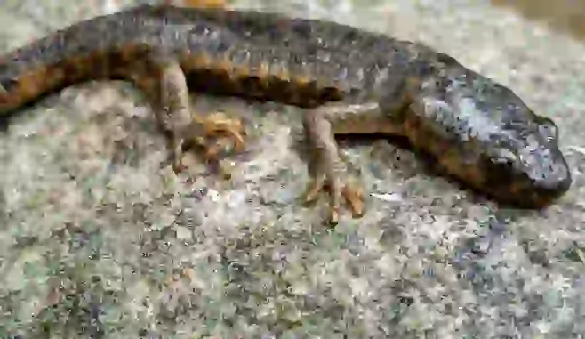 Gallipato: El sorprendente tritón gigante de España