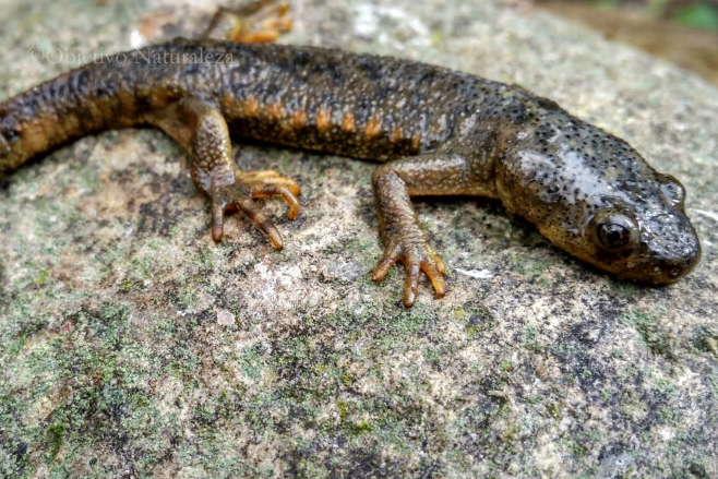 Gallipato: El sorprendente tritón gigante de España