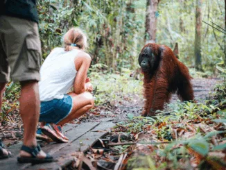 El Gobierno Impulsa la Ley Jane Goodall: Un Paso Histórico para Proteger a los Grandes Simios