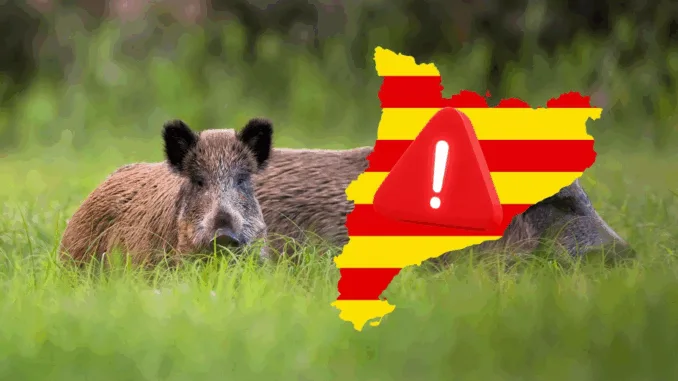 Cataluña refuerza el control forestal ante la amenaza de la peste porcina africana