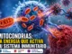Mitocondrias y sistema inmune: descubren cómo ayudan a combatir virus y tumores